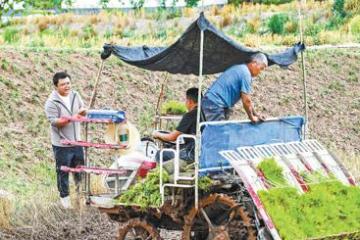 新农人的农忙时分（三夏进行时）